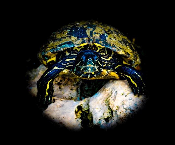 skildpadde 12-18